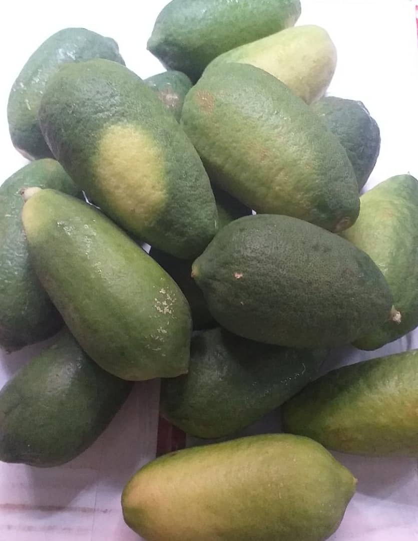 Lemons (special specie)